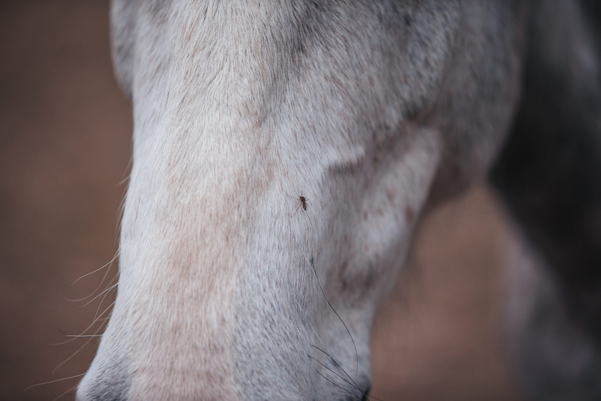 West Nile 2025 in Italia: perché vaccinare i cavalli è fondamentale 1 cavallo con zanzara portatrice di West Nile Virus