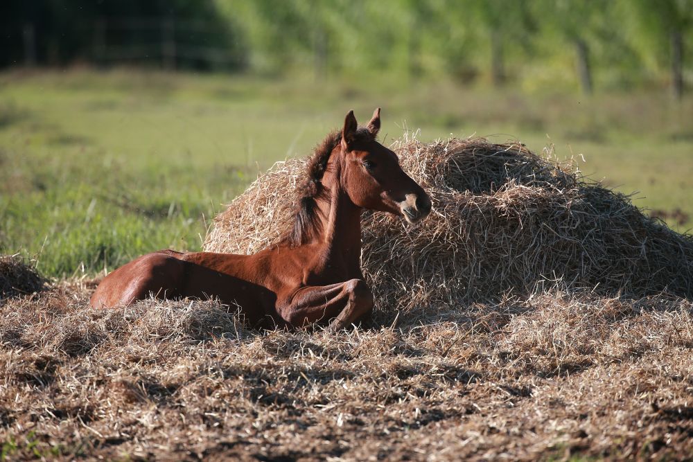 cavallo sferrato foto Stefano Sechi