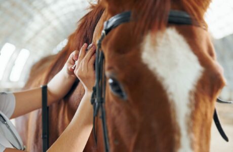 Veterinario che vaccina un cavallo