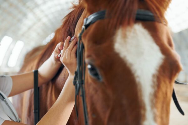 Veterinario che vaccina un cavallo
