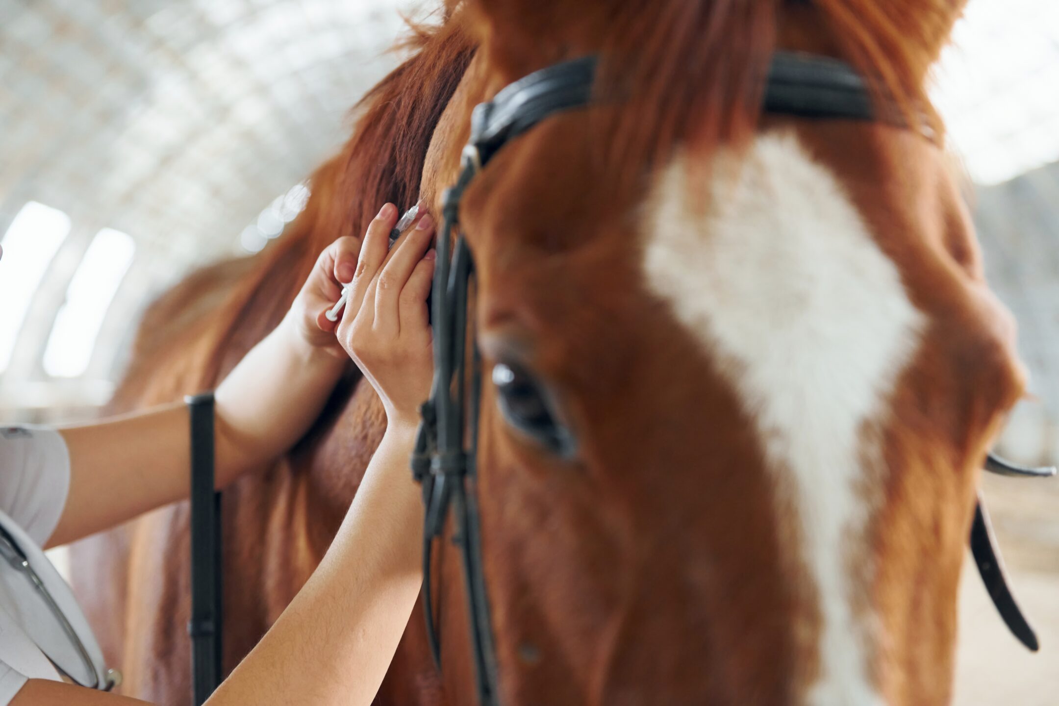 Veterinario che vaccina un cavallo