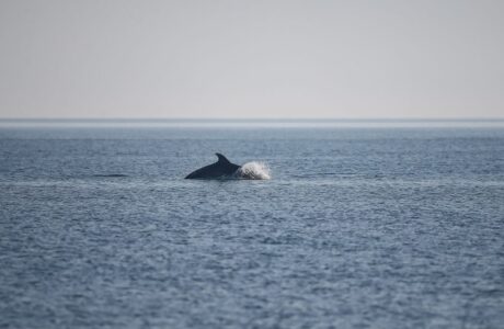 mare a ferragosto