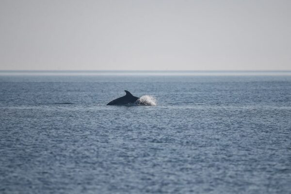 mare a ferragosto