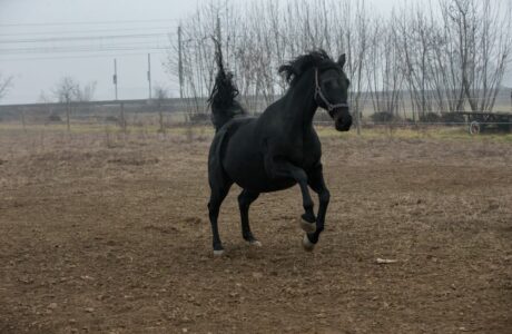 cavallo al paddock Stefano Sechi