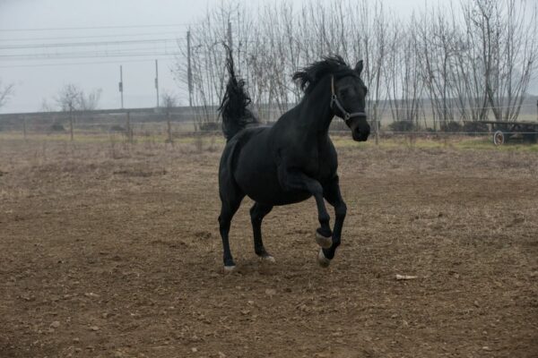 cavallo al paddock Stefano Sechi
