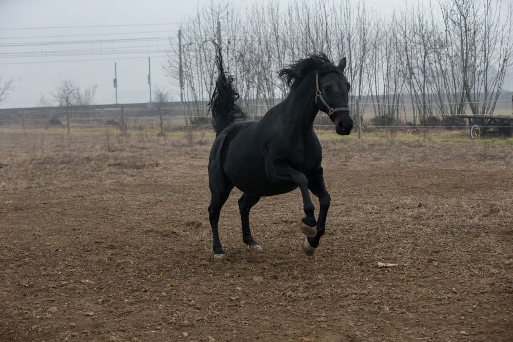 cavallo al paddock Stefano Sechi