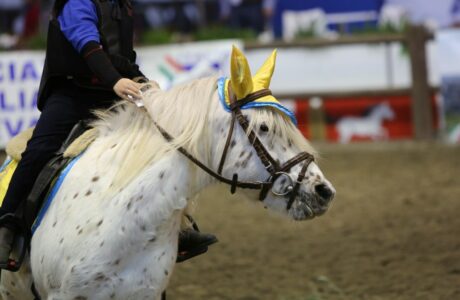 Differenza tra pony e cavallo foto di Stefano Sechi