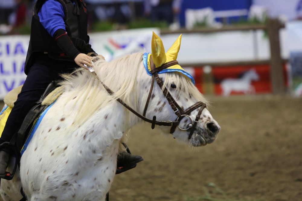 Differenza tra pony e cavallo foto di Stefano Sechi