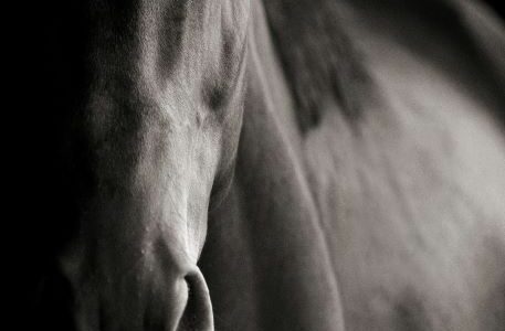 primo piano cavallo mnorello vortici piliferi
