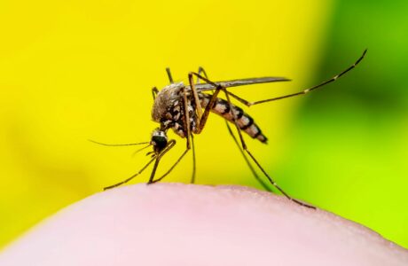 West Nile, l’estate record dei contagi: i cavalli tra le vittime più vulnerabili