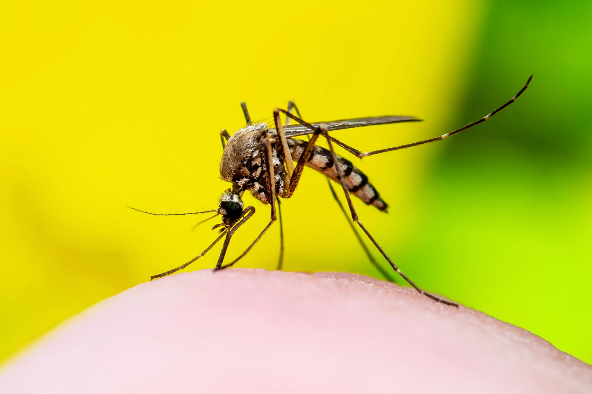 West Nile, l’estate record dei contagi: i cavalli tra le vittime più vulnerabili. 1 West Nile, l’estate record dei contagi: i cavalli tra le vittime più vulnerabili