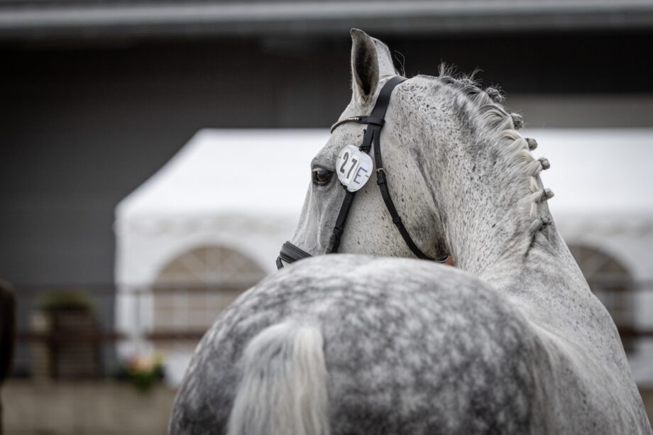 Attacchi a Lähden: la prova di dressage dei Mondiali di Para Driving e del CAIO per cavalli singoli 3 54763049646 c8a9a67e73 o