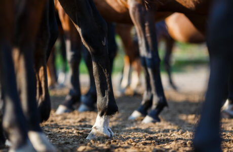 Gambe del cavallo