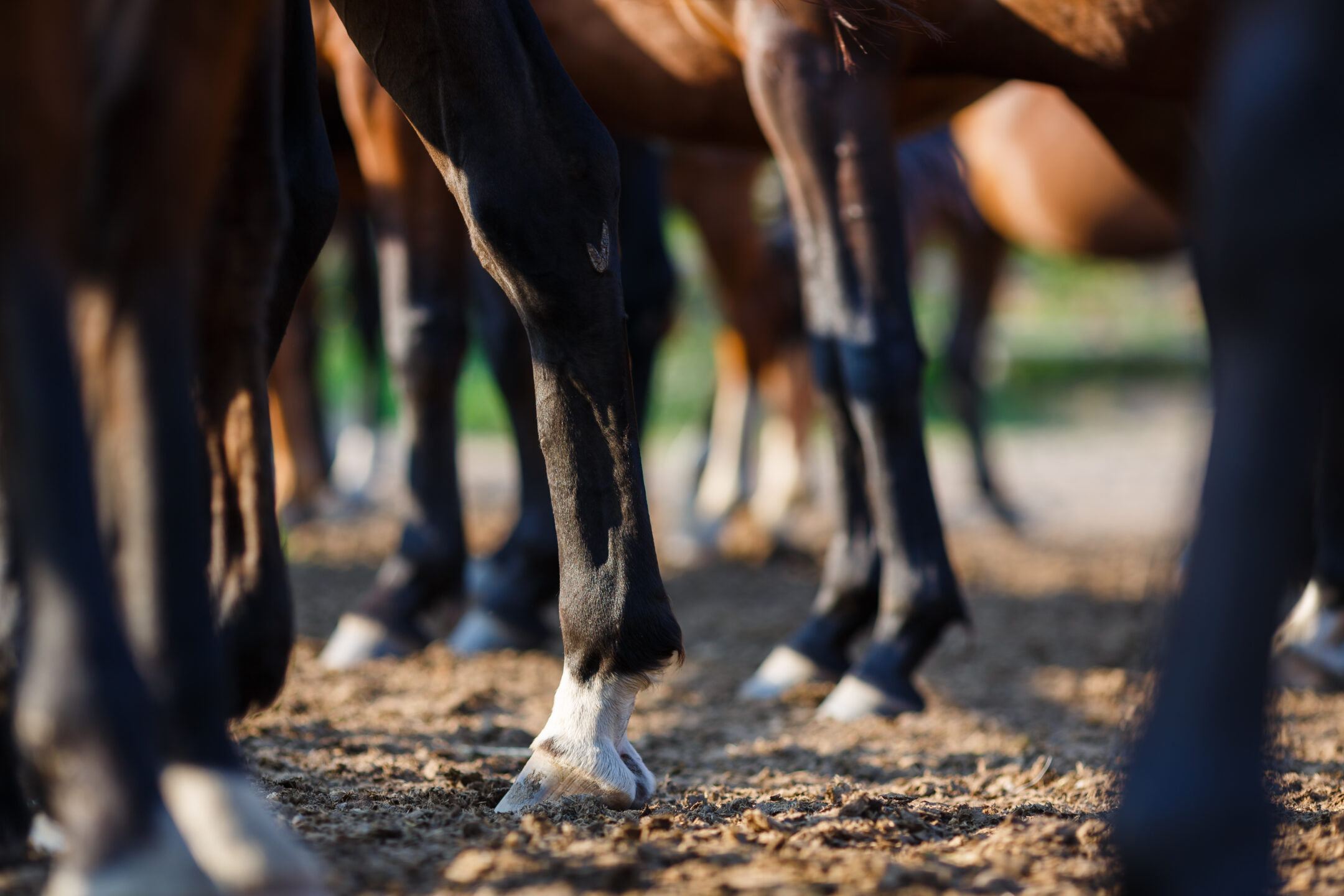Dispiombi degli arti del cavallo: guida completa alla valutazione degli arti anteriori 1 Gambe del cavallo