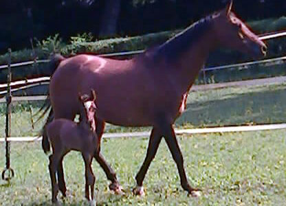 Sweet Jazz, un pony che doveva nascere femmina… 1 Sweet Jazz, un pony che doveva nascere femmina...