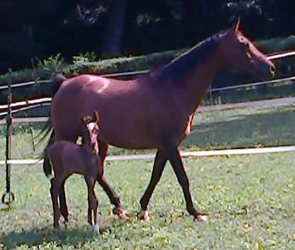 Sweet Jazz, un pony che doveva nascere femmina...