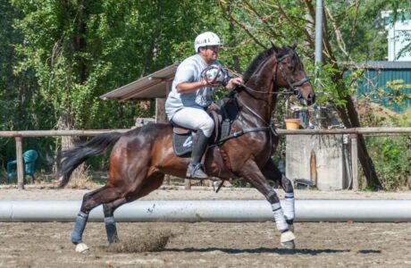 Coppa Italia di Horseball 2025: a Magenta l’ultimo appuntamento della stagione e il primo sguardo a quella nuova 1 7f8b7cad 9a7c 411f 8bec 25989a950884