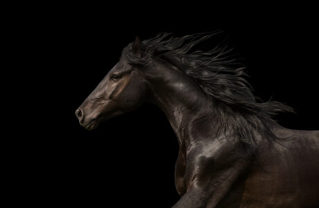 foto Asva pelo del cavallo