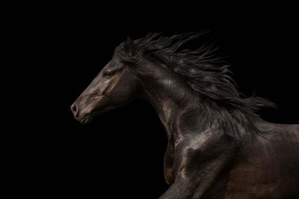 foto Asva pelo del cavallo