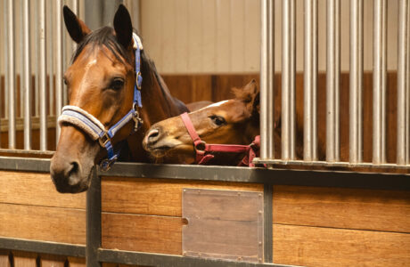 Avantea valorizza il potenziale genetico di ogni cavalla, in qualsiasi fase della sua carriera 1 Puledro e mamma nelle scuderie di Avantea