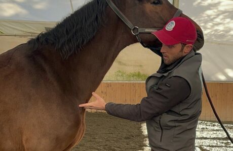 Il ruolo del fisioterapista e osteopata veterinario per il cavallo atleta 1 Dr. Bartolomeo Cavina fisioterapista e osteopata veterinario
