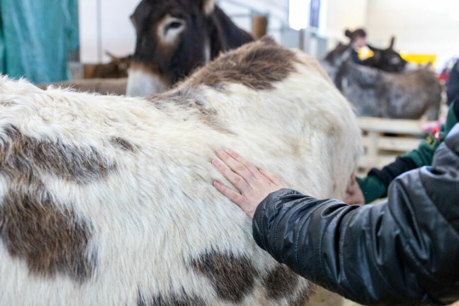 Fieracavalli Lab: il futuro dell'equitazione tra alta formazione e benessere animale . Academy Partner. 2 Fieracavalli 2024 1