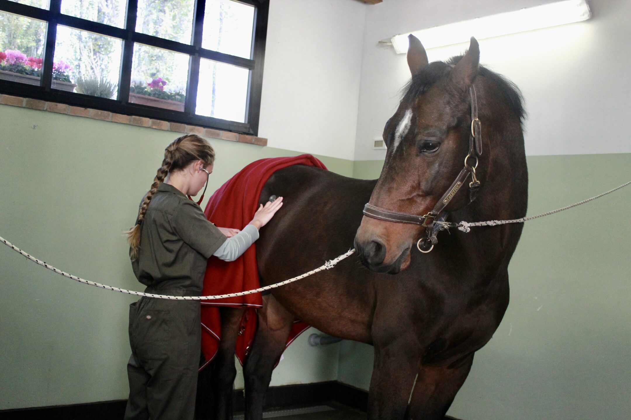 Il ruolo del Tecnico Veterinario Equino per il benessere del cavallo 2 Tecnico Veterinario Equino una professione grazie a Vet education (5)