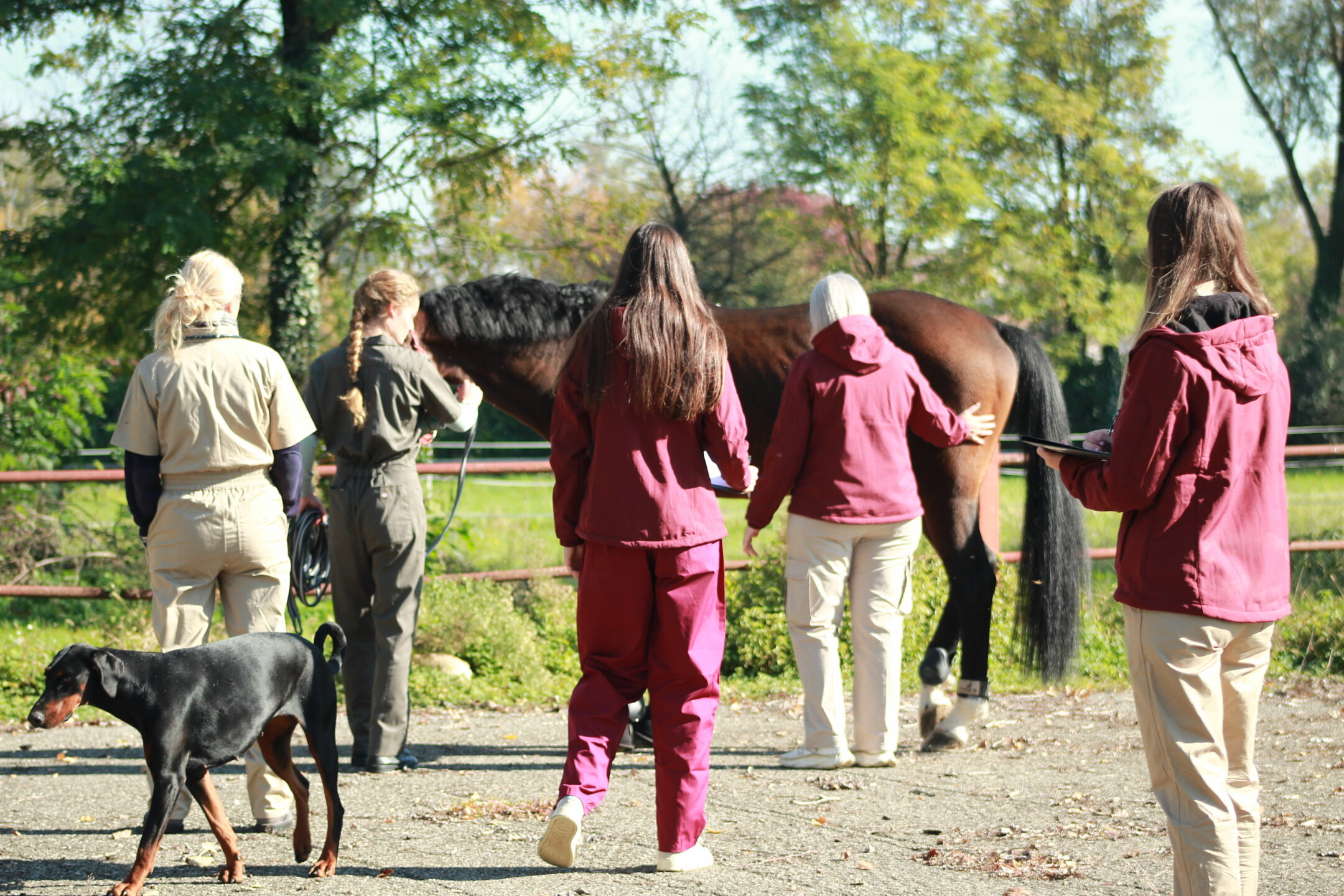 Il ruolo del Tecnico Veterinario Equino per il benessere del cavallo 4 Tecnico Veterinario Equino una professione grazie a Vet education (5)