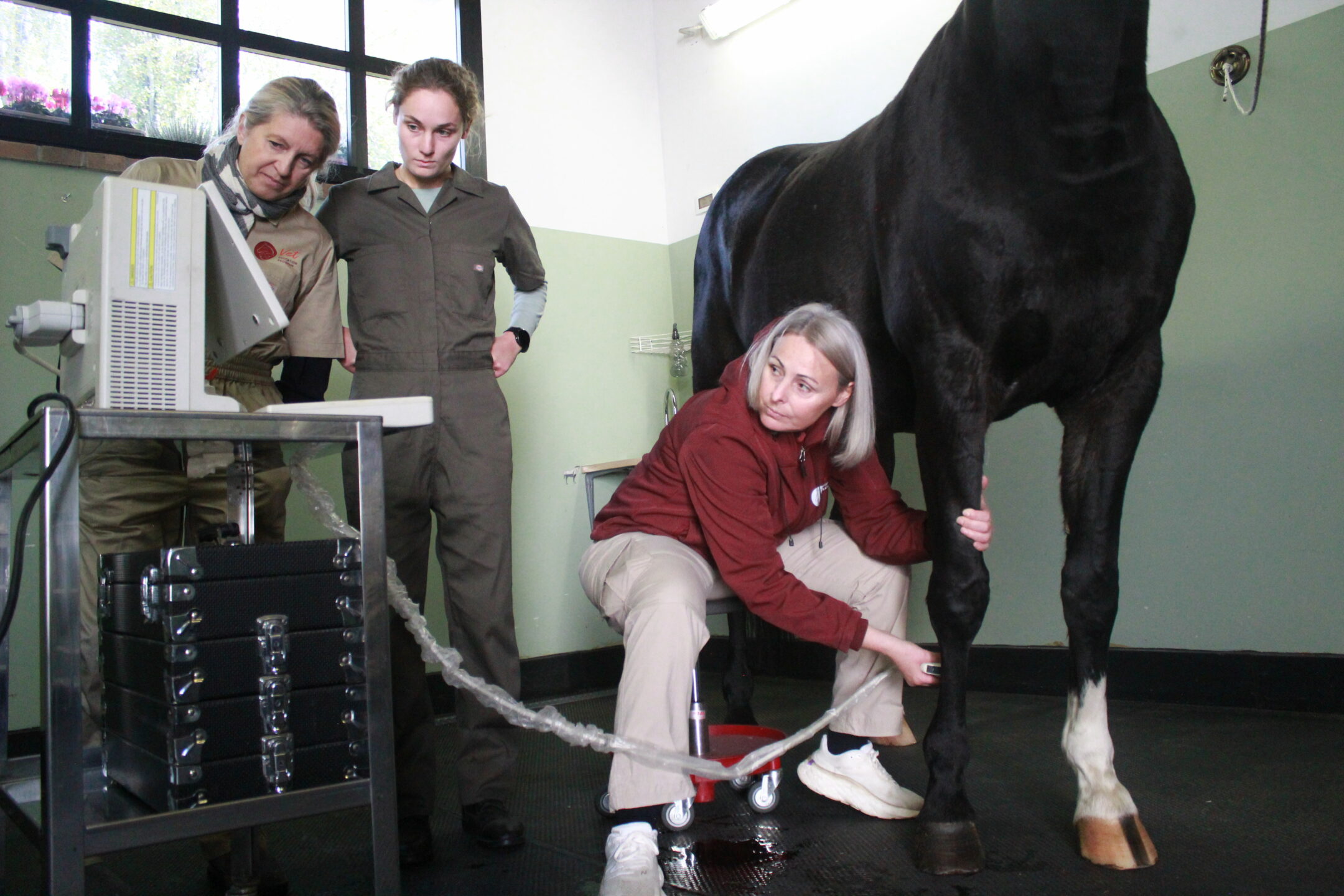 Il ruolo del Tecnico Veterinario Equino per il benessere del cavallo 3 Tecnico Veterinario Equino una professione grazie a Vet education (5)