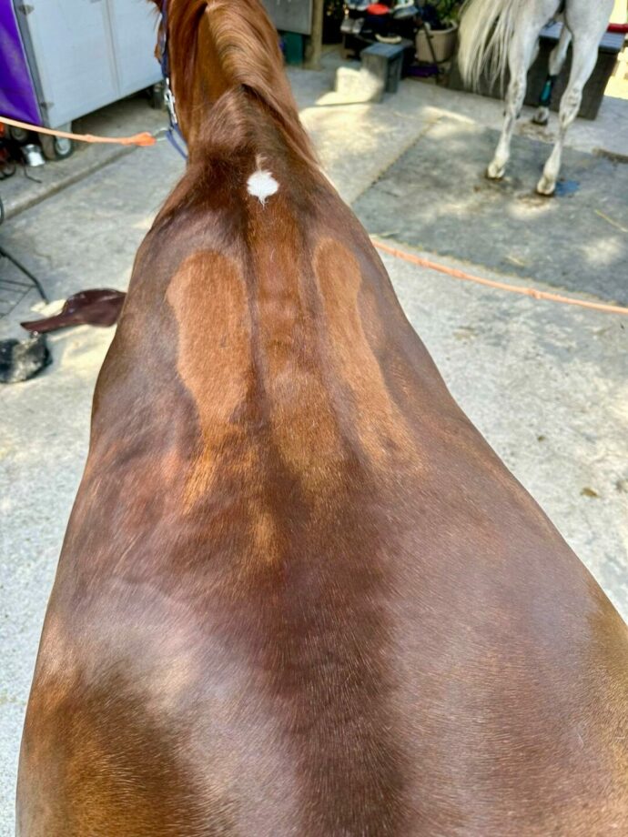 The Secret to a Happy Horse: Correct Saddle Fitting with Daniela Treiber from Made To Fit 2 a65ecf1e 009b 4462 8c2f add668340e26 1