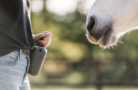 immagine che rappresenta un trainer intento a capire il cavallo per addestrarlo con dolcezza