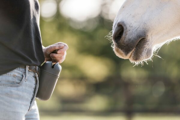 immagine che rappresenta un trainer intento a capire il cavallo per addestrarlo con dolcezza