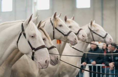 FIERACAVALLI LAB: IL FUTURO DELL’EQUITAZIONE