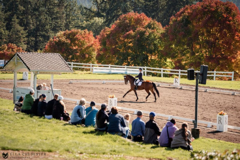 dressage 2