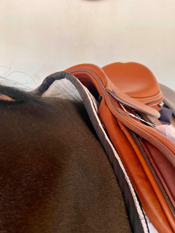 The Secret to a Happy Horse: Correct Saddle Fitting with Daniela Treiber from Made To Fit 4 e6d5a603 089e 416c 985d 335baf4398c8 1