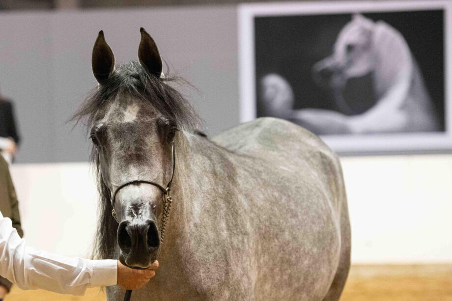 fieracavalli
