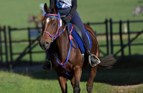 Occhi di ragazza un cavallo per l'endurance