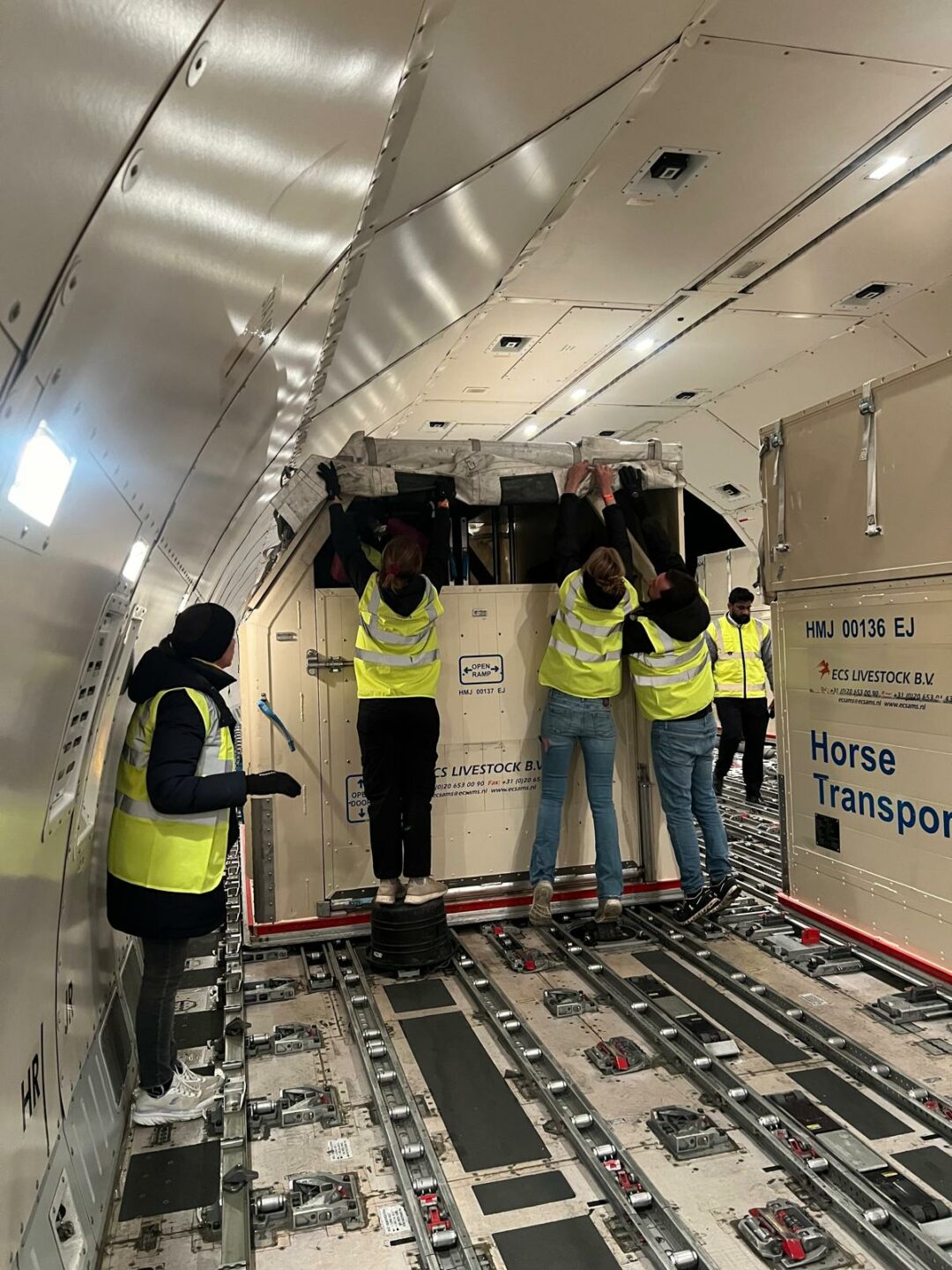 trasporto aereo dei cavalli sportivi 2 1