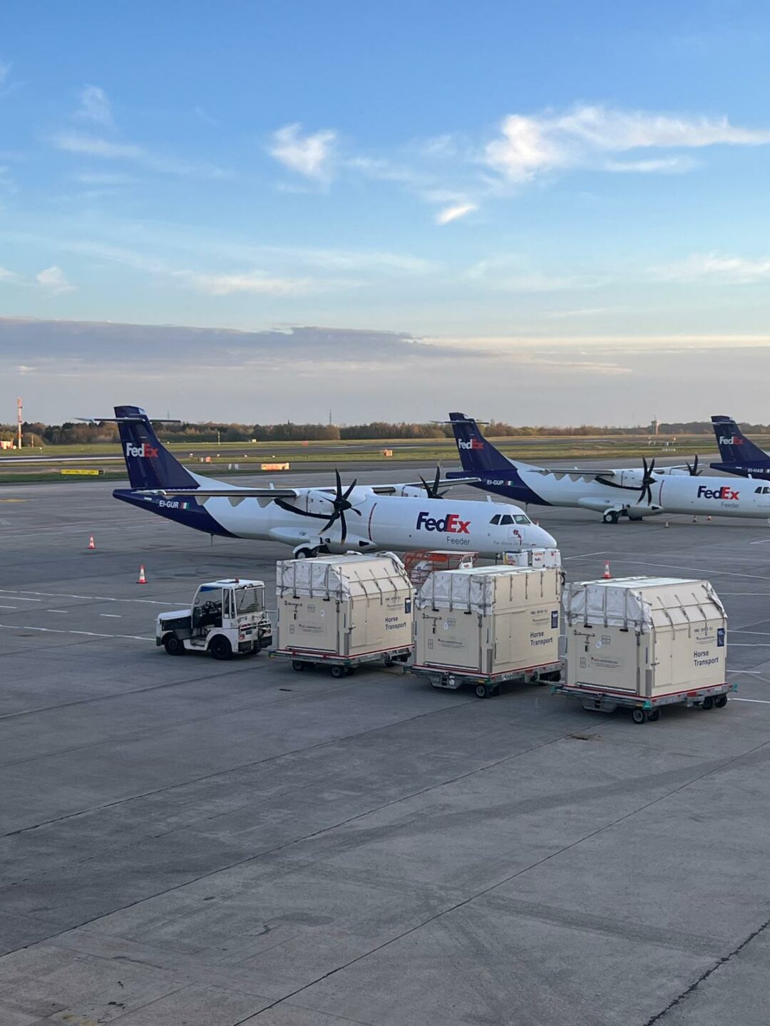 trasporto aereo dei cavalli sportivi (4)