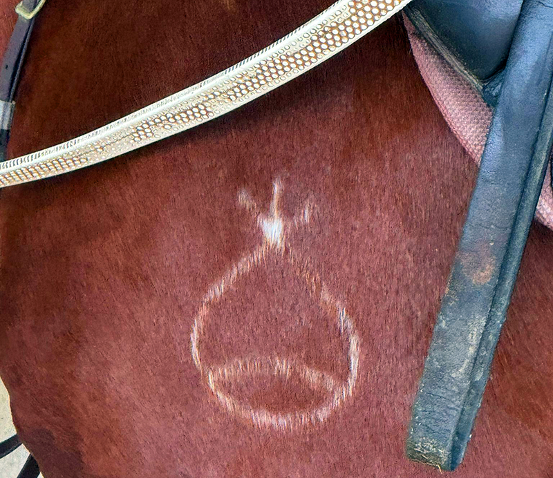 Nello sport e nella vita, chi si forma non si ferma: tre giorni intensi allo stage i Bosana. 2 10