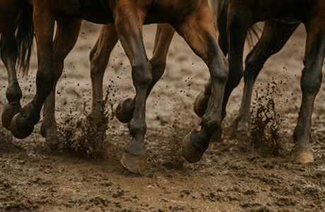 ANIMA ENDURANCE: Fango e sudore - Ma perché pratichi l'Endurance? La disciplina più dura vista da un "amatore".