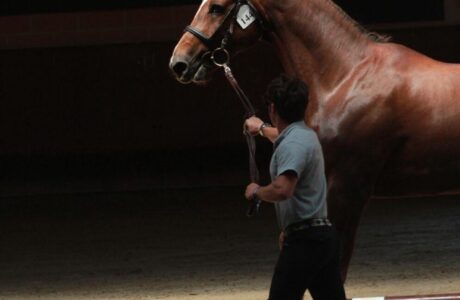 Controlli Veterinari nel Salto Ostacoli: Cosa è Giusto e Cosa è Sbagliato 1 6cf4b711 4010 48a2 827b 034f827e2ea9
