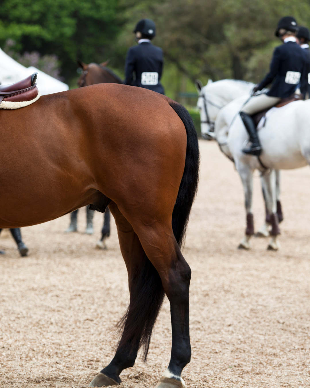 EQUI social post INSTAGRAM 2025 40