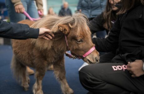 Fieracavalli in un tap: arriva la nuova App della manifestazione.