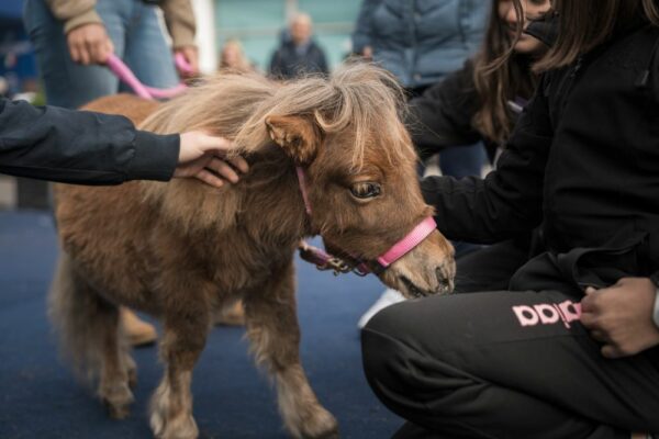 Fieracavalli in un tap: arriva la nuova App della manifestazione.