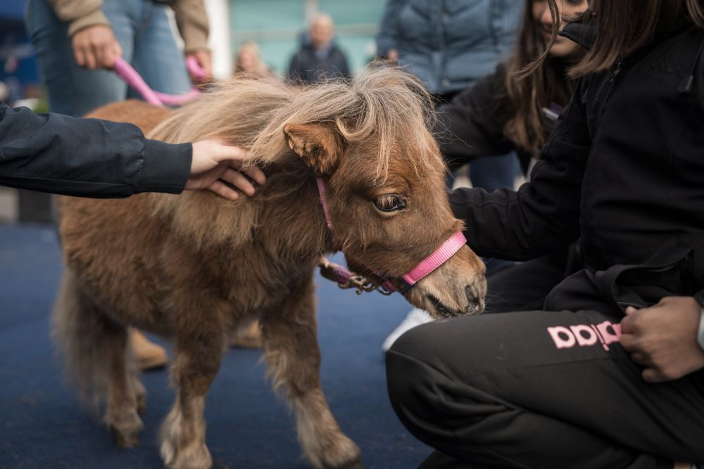 Fieracavalli in un tap: arriva la nuova App della manifestazione.