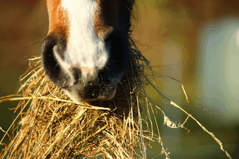 Foto Equi Cartolina Grande 2025 10 20T144057.070