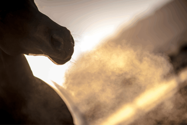 preparare il cavallo all'inverno