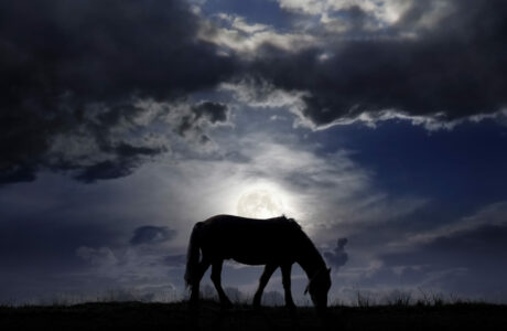 Quando i cavalli guardano le stelle.