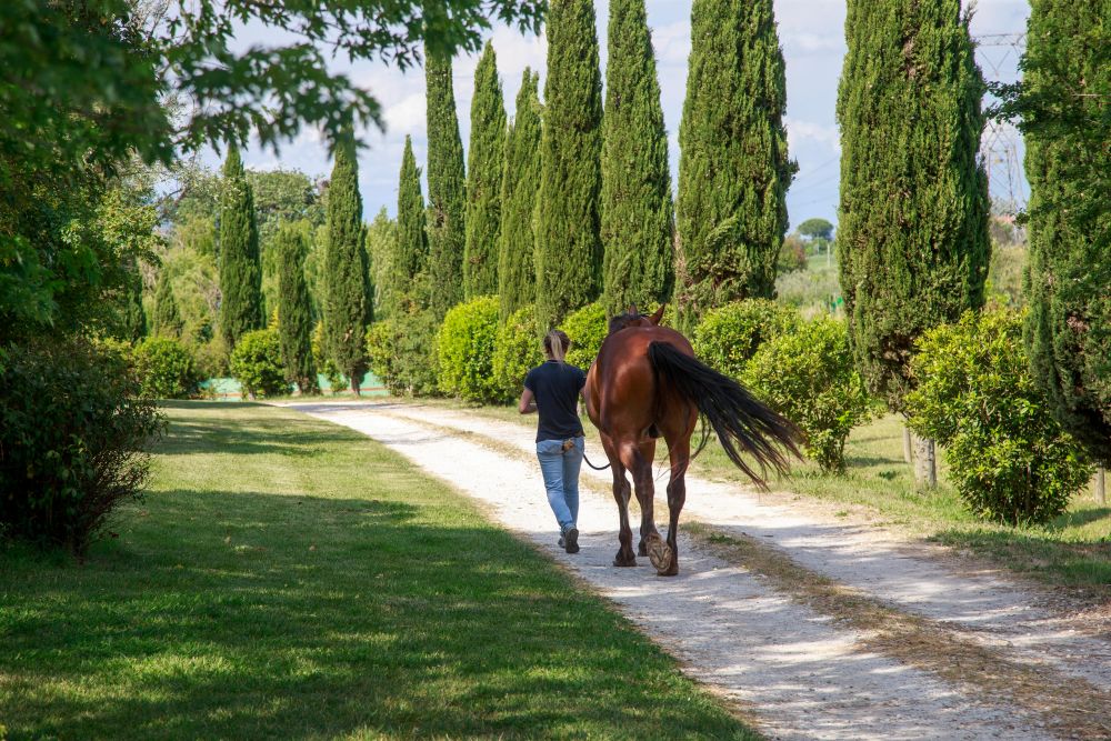 La salute parte dagli zoccoli: perché la cura del piede è vitale per ogni cavallo
